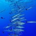 barracuda_blackfin_jg_v_0705_png0783.jpg